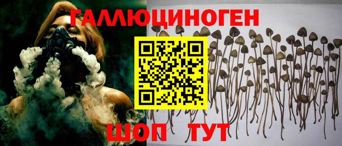 Пенза  Галлюциногенные грибы Psilocybine cubensis  Вход с VPN 